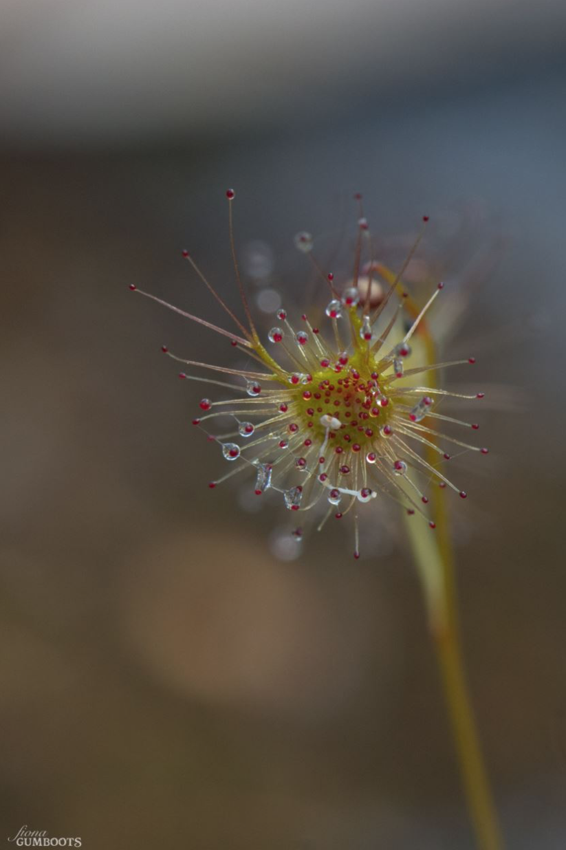 Drosera Miniature Carnivores The Gumboot Chronicles